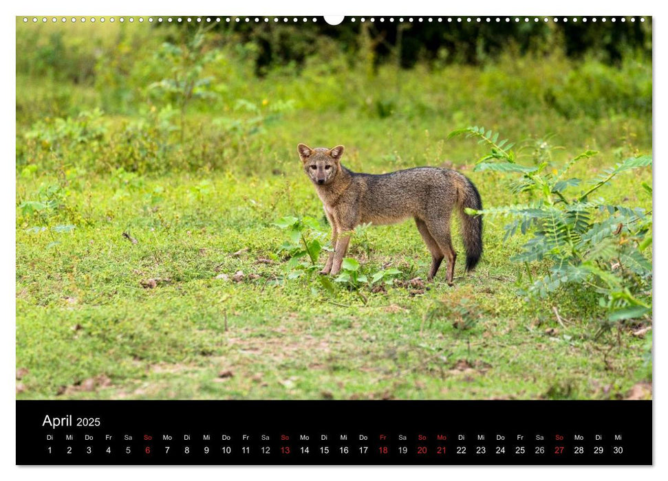 Zoo ohne Zäune - Das Pantanal (CALVENDO Premium Wandkalender 2025)