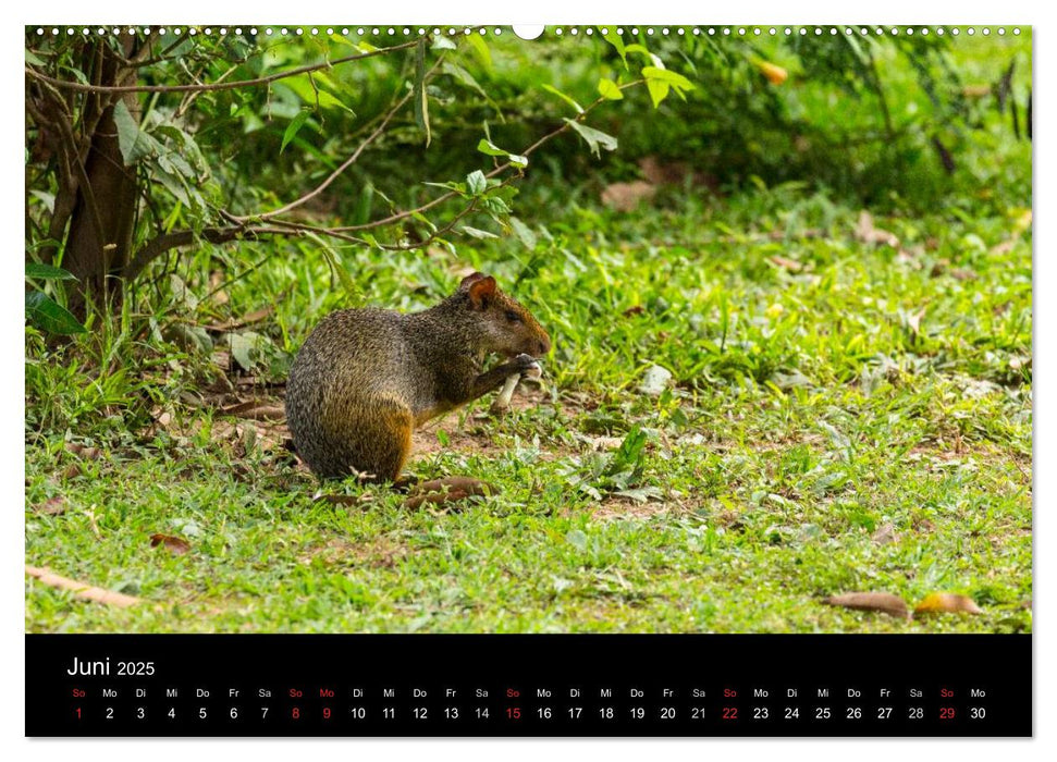 Zoo ohne Zäune - Das Pantanal (CALVENDO Premium Wandkalender 2025)