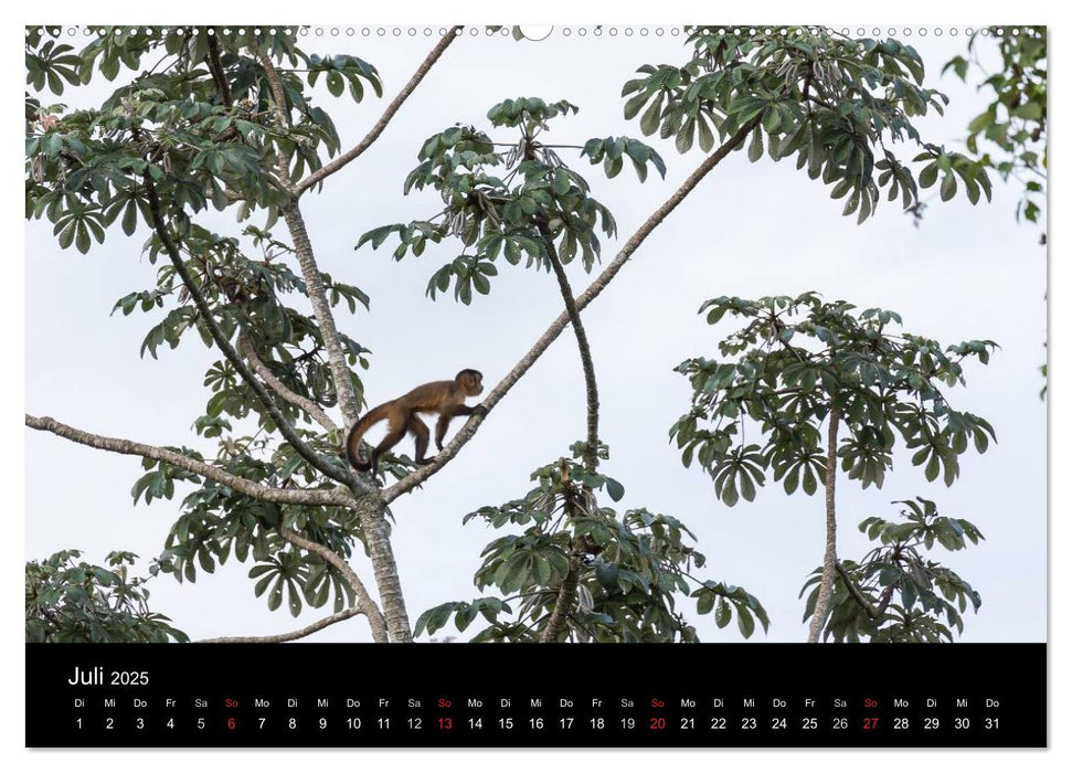 Zoo ohne Zäune - Das Pantanal (CALVENDO Premium Wandkalender 2025)