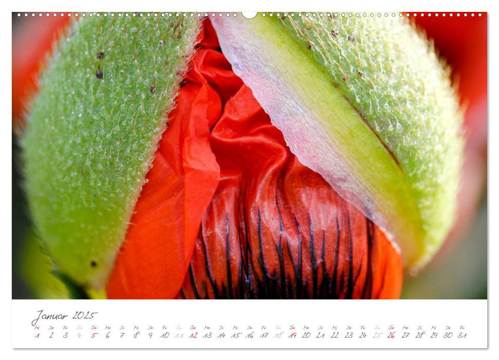 Der Mohn ist aufgegangen (CALVENDO Premium Wandkalender 2025)