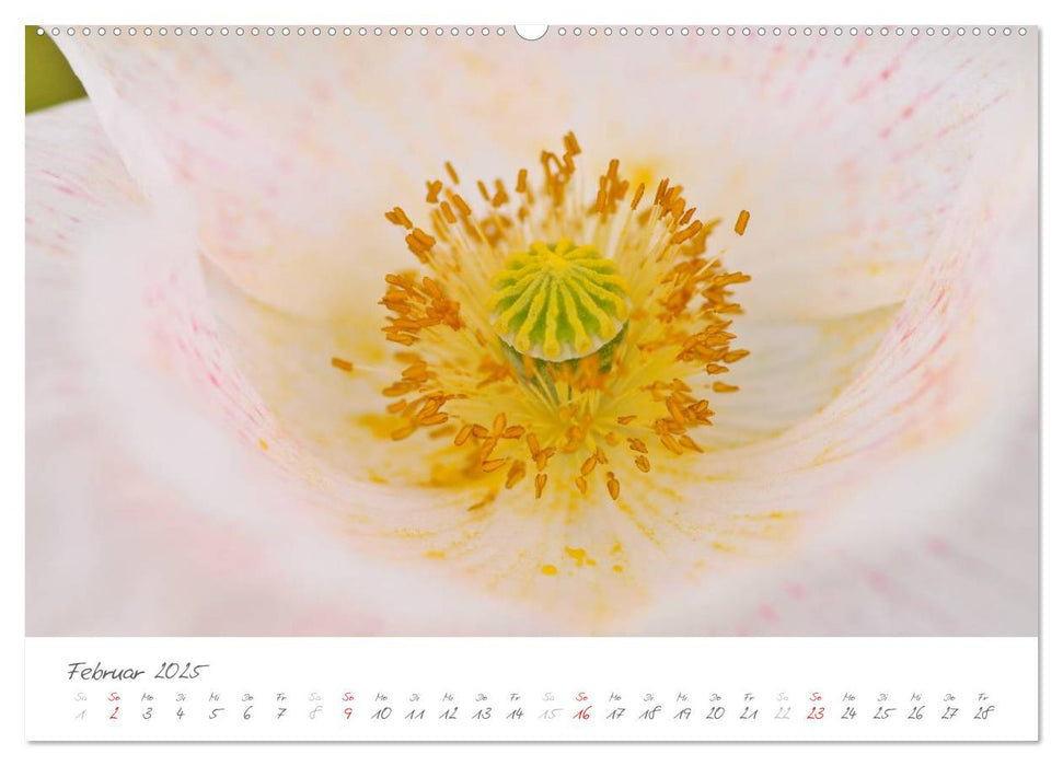 Der Mohn ist aufgegangen (CALVENDO Premium Wandkalender 2025)