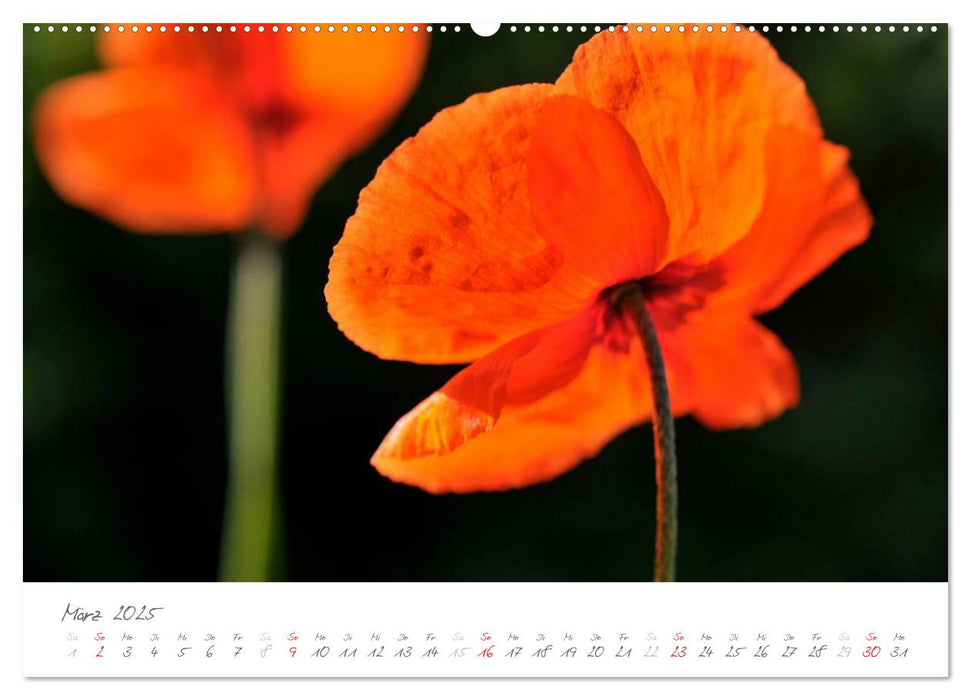 Der Mohn ist aufgegangen (CALVENDO Premium Wandkalender 2025)