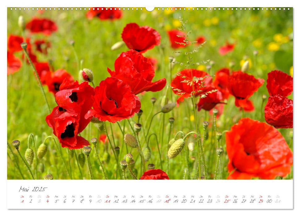 Der Mohn ist aufgegangen (CALVENDO Premium Wandkalender 2025)