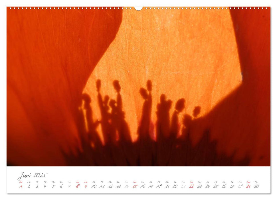 Der Mohn ist aufgegangen (CALVENDO Premium Wandkalender 2025)