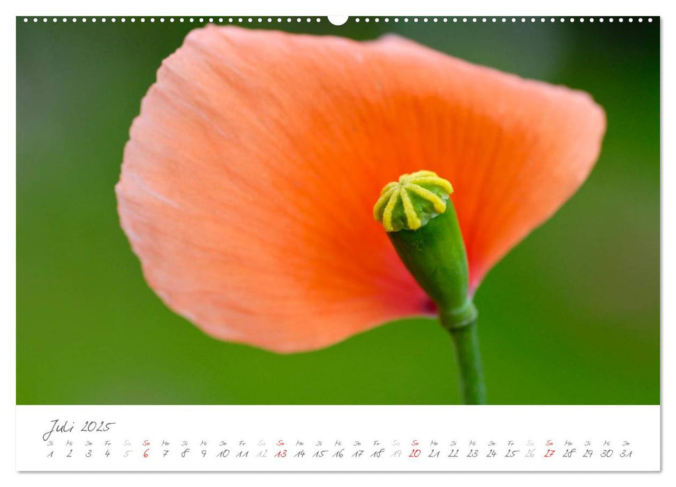 Der Mohn ist aufgegangen (CALVENDO Premium Wandkalender 2025)