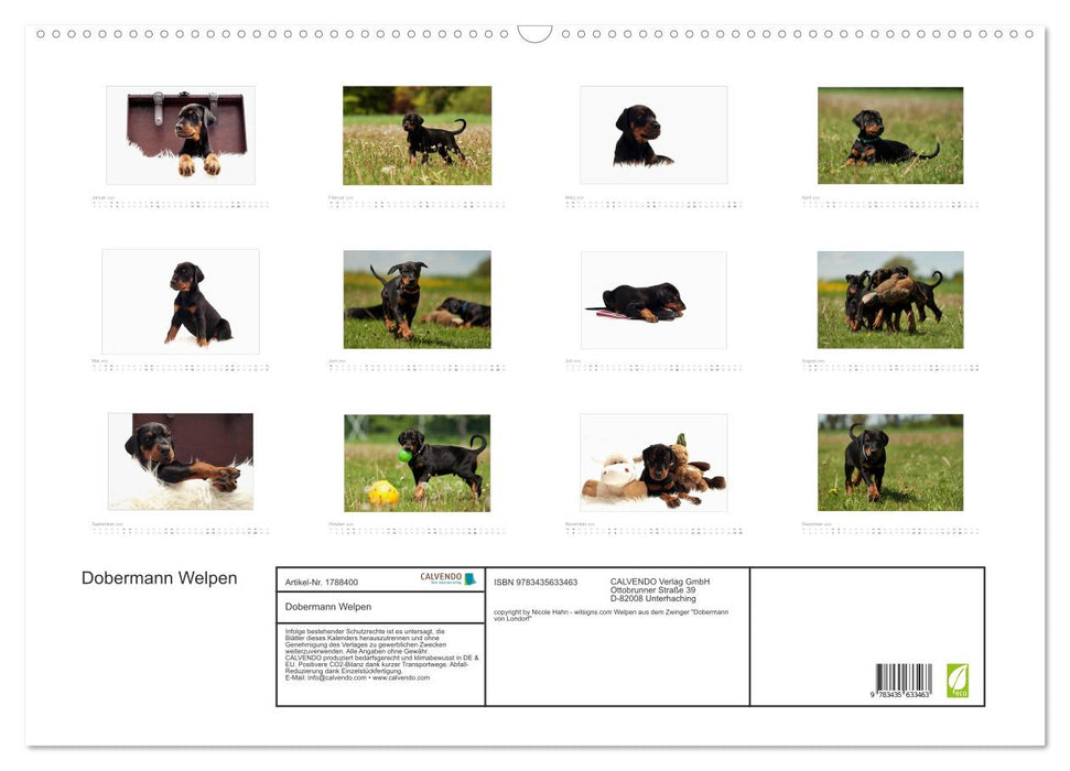 Dobermann Welpen (CALVENDO Wandkalender 2025)