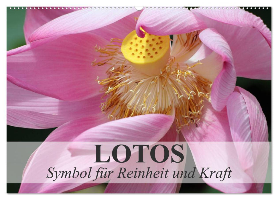 Lotos - Symbol für Reinheit und Kraft (CALVENDO Wandkalender 2025)