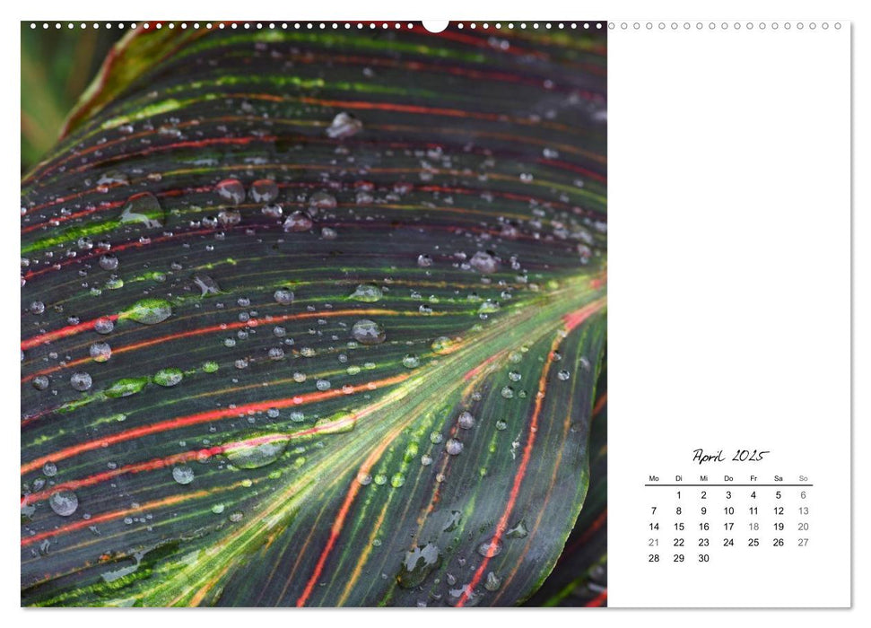 Blattkunst (CALVENDO Premium Wandkalender 2025)