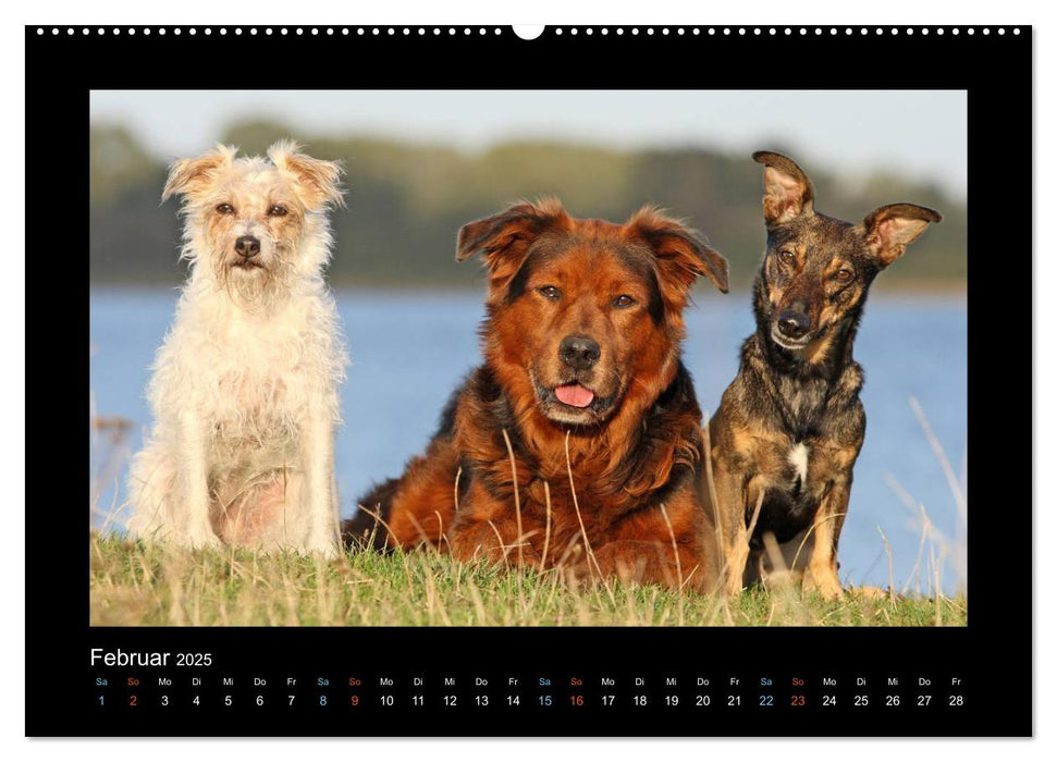 MIXlinge (CALVENDO Premium Wandkalender 2025)