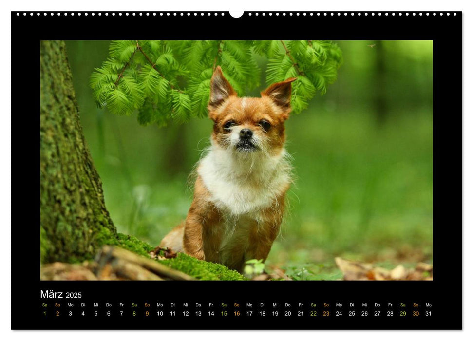 MIXlinge (CALVENDO Premium Wandkalender 2025)