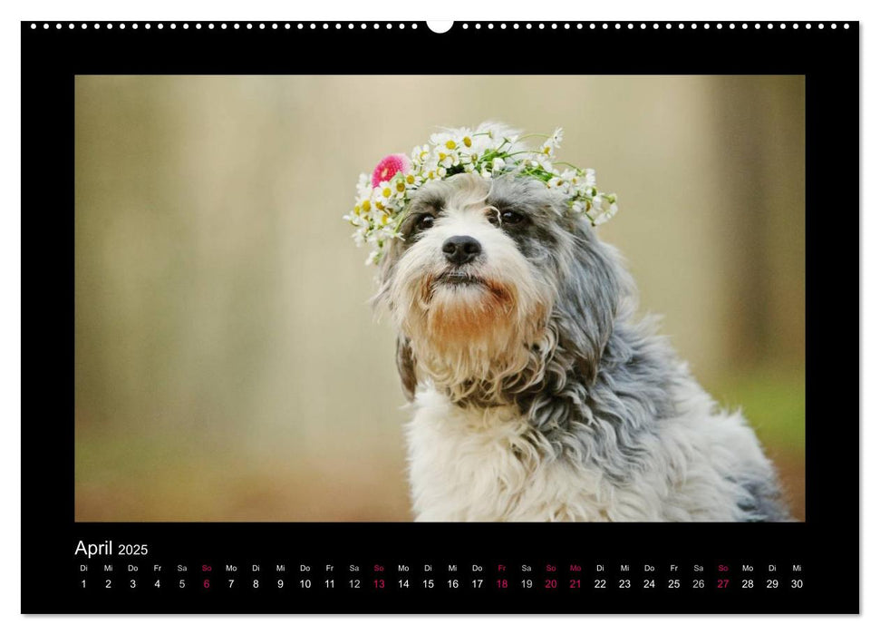 MIXlinge (CALVENDO Premium Wandkalender 2025)