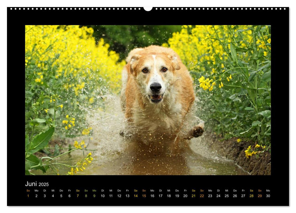 MIXlinge (CALVENDO Premium Wandkalender 2025)