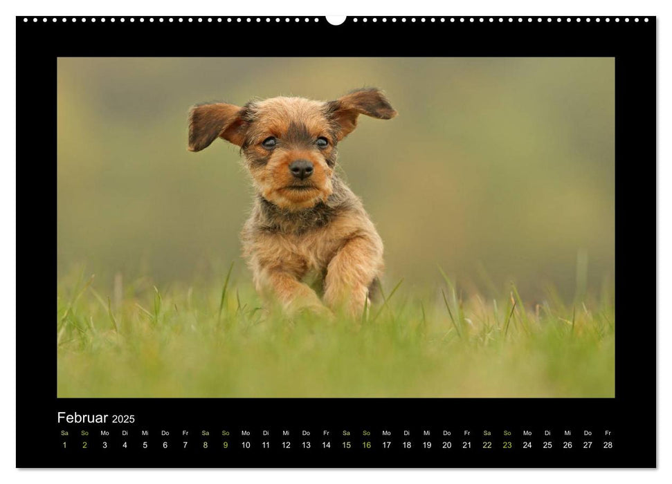 Allerlei Hundekinder (CALVENDO Premium Wandkalender 2025)