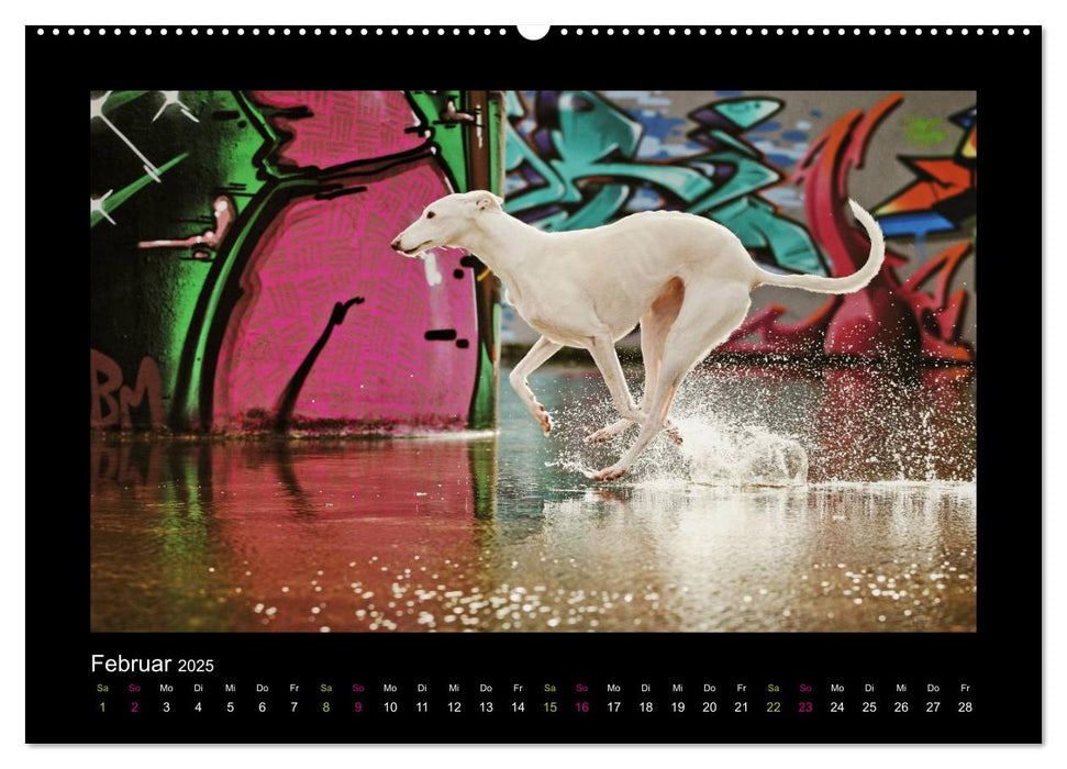 Windhund bunt (CALVENDO Premium Wandkalender 2025)