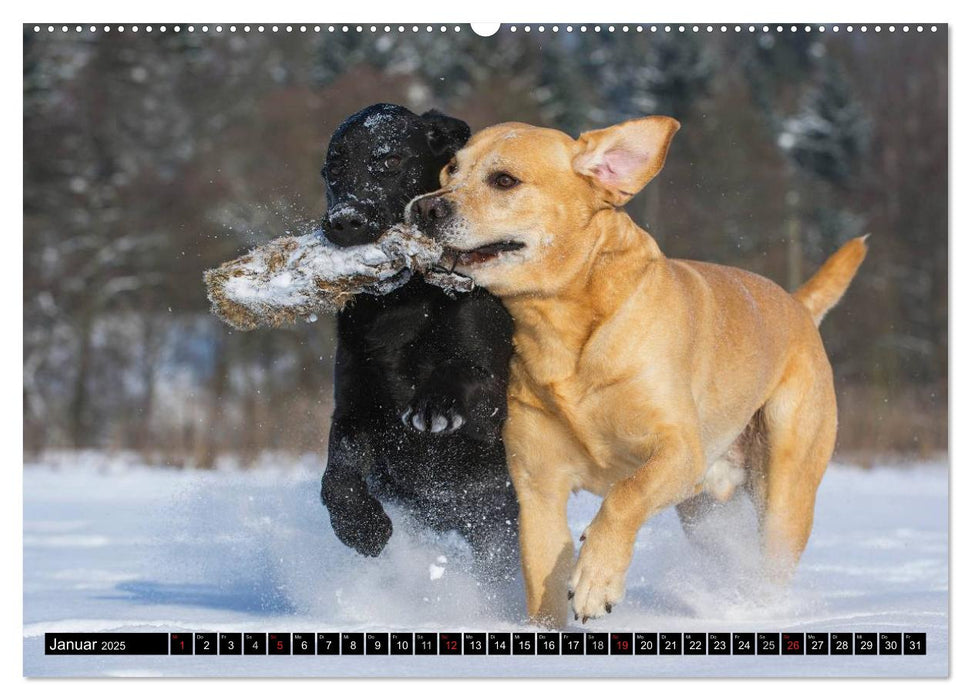 Labrador Retriever - ein Herz auf 4 Pfoten (CALVENDO Premium Wandkalender 2025)