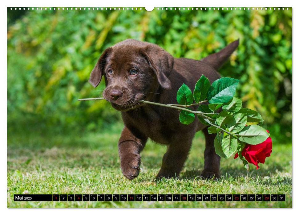 Labrador Retriever - ein Herz auf 4 Pfoten (CALVENDO Premium Wandkalender 2025)