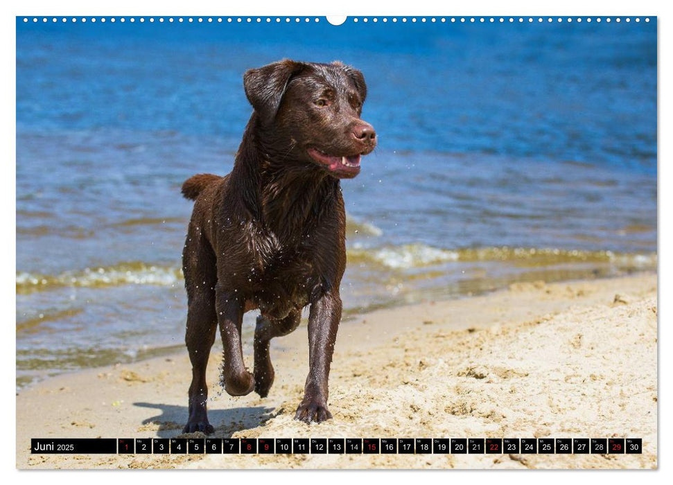 Labrador Retriever - ein Herz auf 4 Pfoten (CALVENDO Premium Wandkalender 2025)