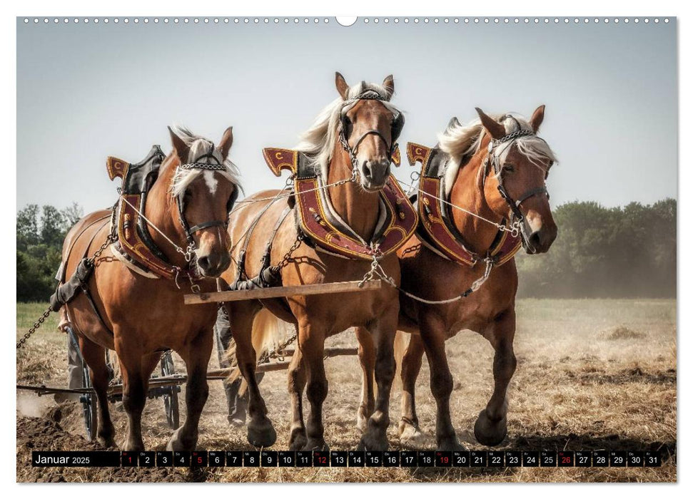 Landwirtschaft - Bilder von einst (CALVENDO Premium Wandkalender 2025)