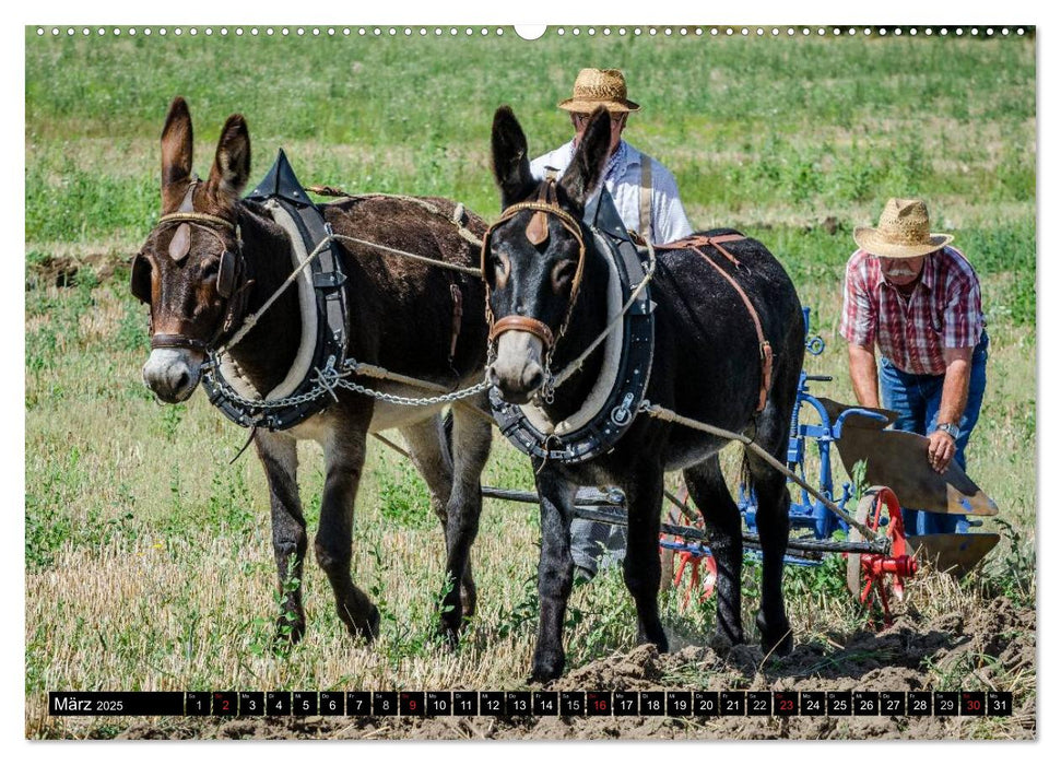 Landwirtschaft - Bilder von einst (CALVENDO Premium Wandkalender 2025)