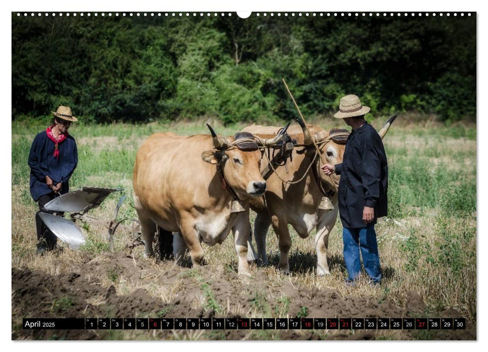 Landwirtschaft - Bilder von einst (CALVENDO Premium Wandkalender 2025)