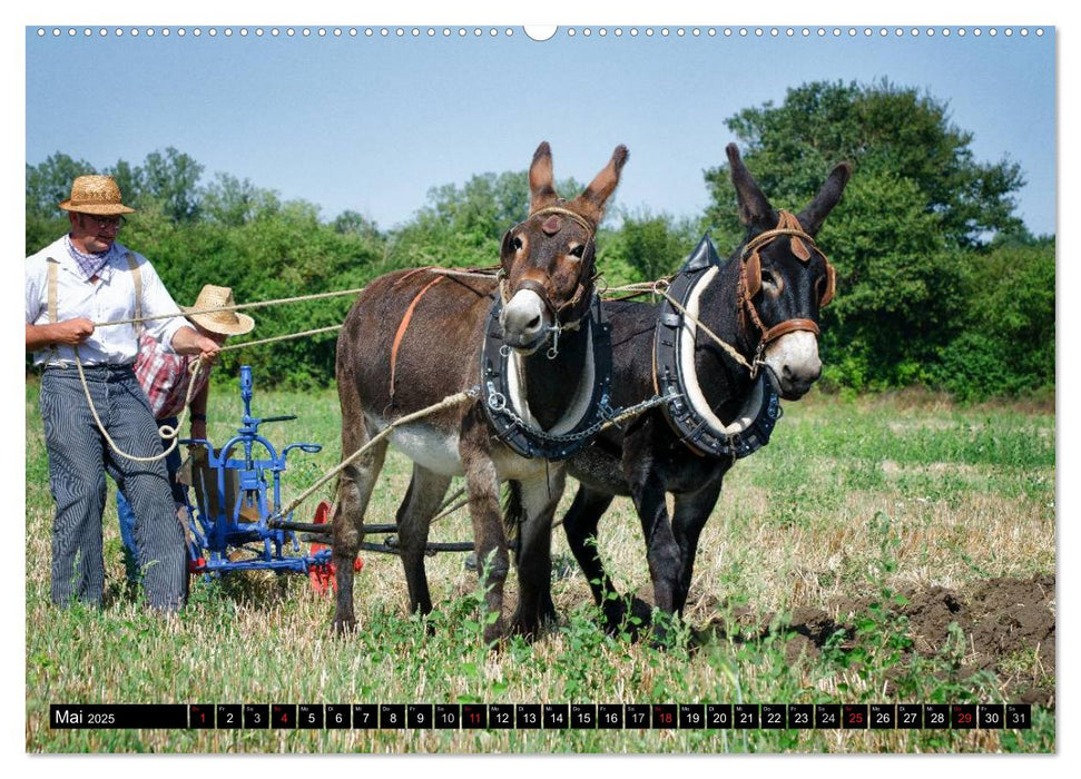 Landwirtschaft - Bilder von einst (CALVENDO Premium Wandkalender 2025)