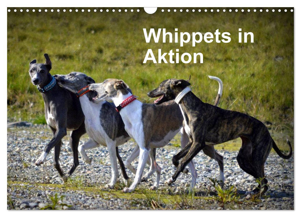 Whippets in Aktion (CALVENDO Wandkalender 2025)