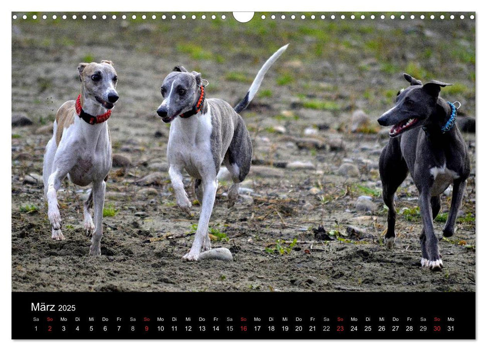 Whippets in Aktion (CALVENDO Wandkalender 2025)