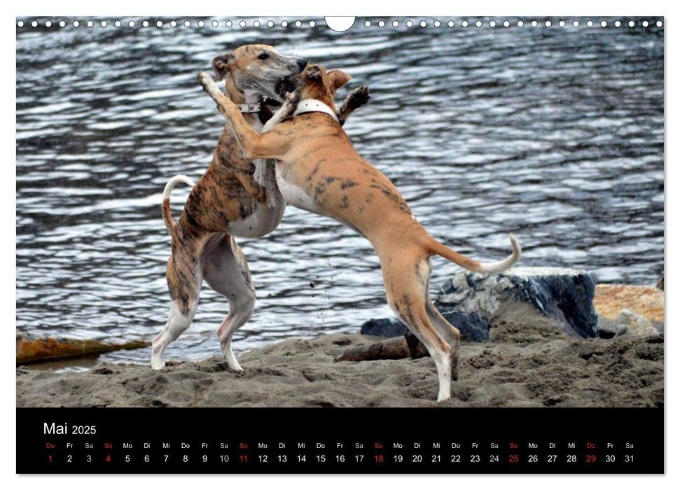 Whippets in Aktion (CALVENDO Wandkalender 2025)