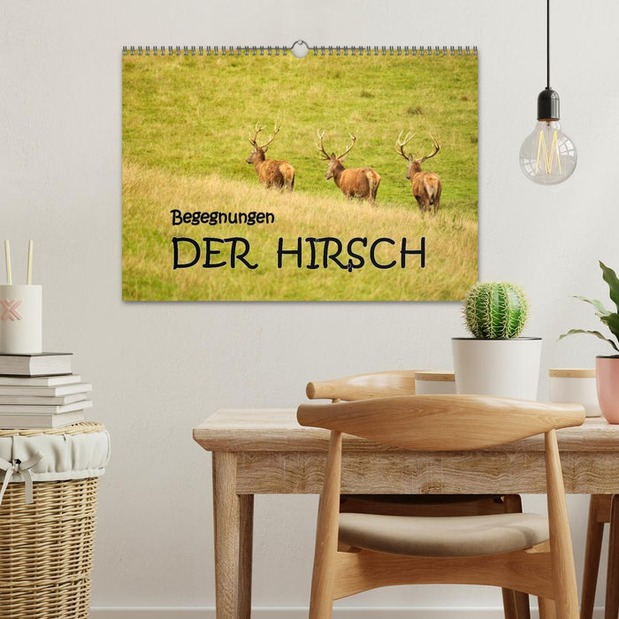 Begegnungen. DER HIRSCH (CALVENDO Wandkalender 2025)