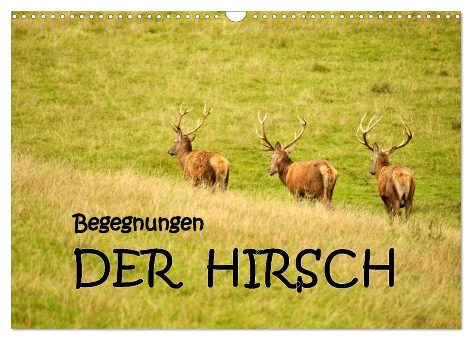 Begegnungen. DER HIRSCH (CALVENDO Wandkalender 2025)