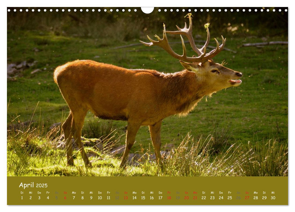 Begegnungen. DER HIRSCH (CALVENDO Wandkalender 2025)