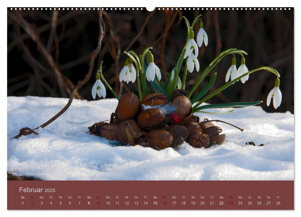 Gartenflüstern (CALVENDO Premium Wandkalender 2025)