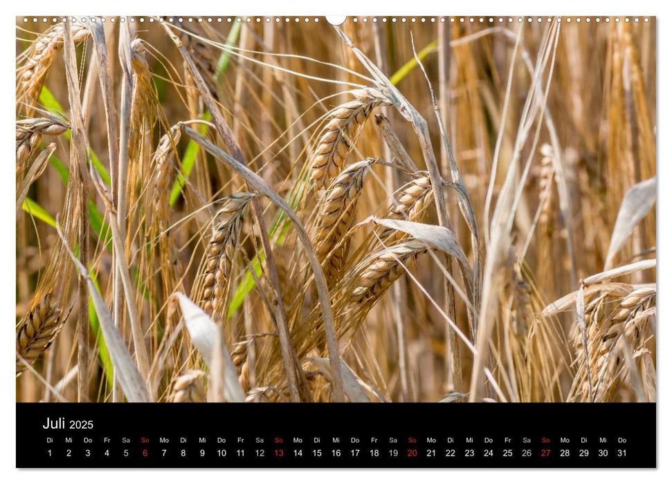 Meine Heimat Westerwald (CALVENDO Premium Wandkalender 2025)