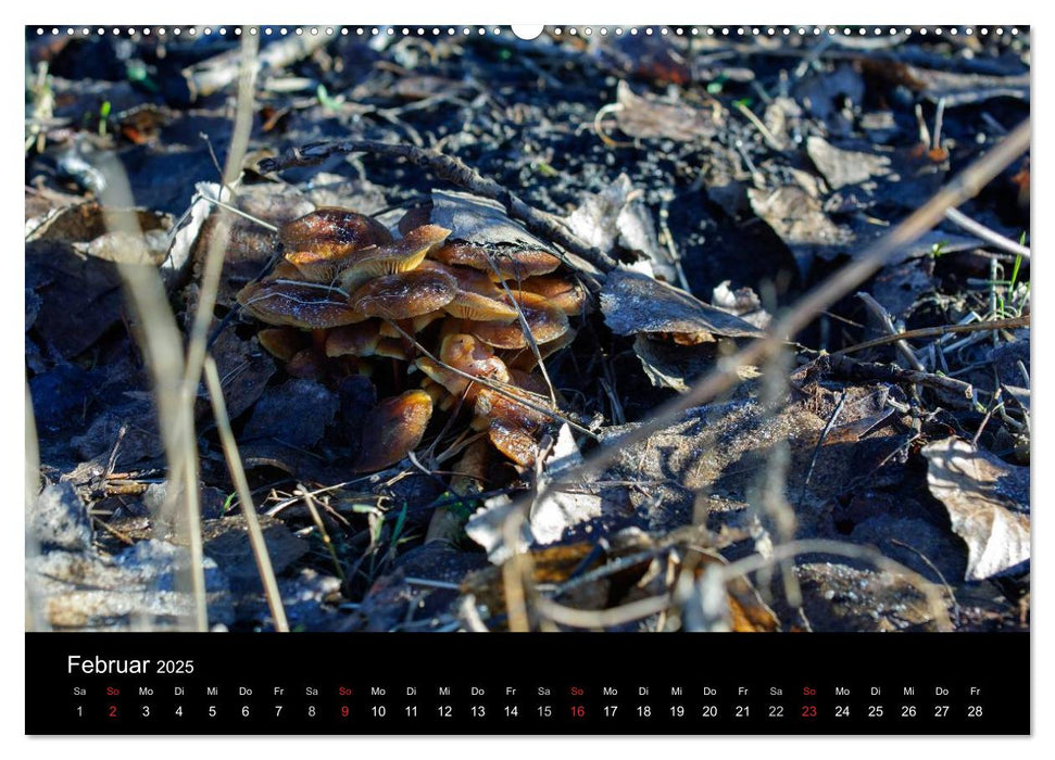 Pilze in Wald und Flur (CALVENDO Premium Wandkalender 2025)