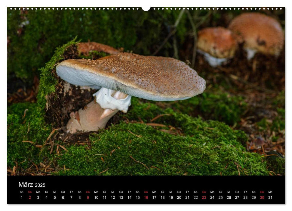 Pilze in Wald und Flur (CALVENDO Premium Wandkalender 2025)