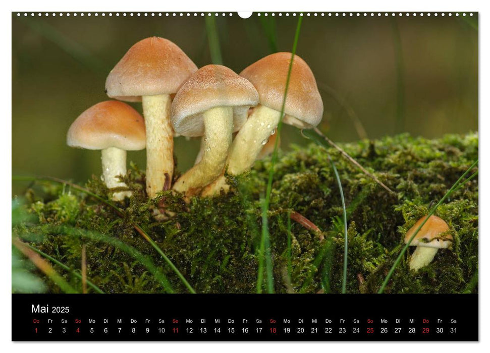 Pilze in Wald und Flur (CALVENDO Premium Wandkalender 2025)