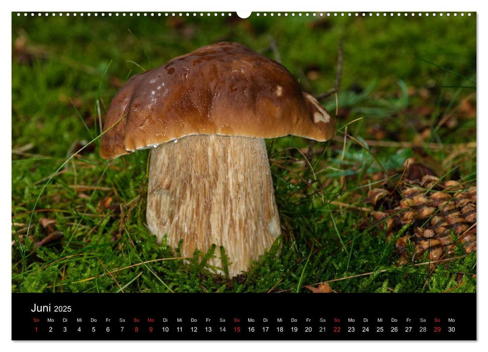 Pilze in Wald und Flur (CALVENDO Premium Wandkalender 2025)