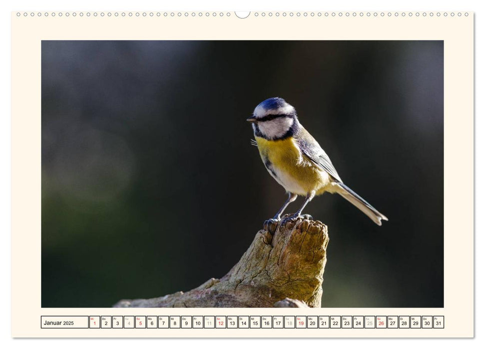 Gefiederte Schönheiten - Die Blaumeise (CALVENDO Premium Wandkalender 2025)