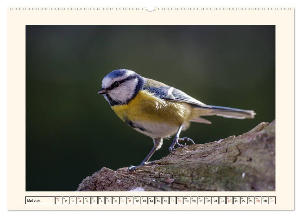 Gefiederte Schönheiten - Die Blaumeise (CALVENDO Premium Wandkalender 2025)