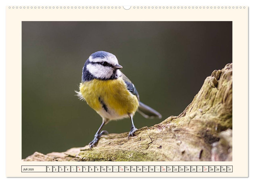 Gefiederte Schönheiten - Die Blaumeise (CALVENDO Premium Wandkalender 2025)