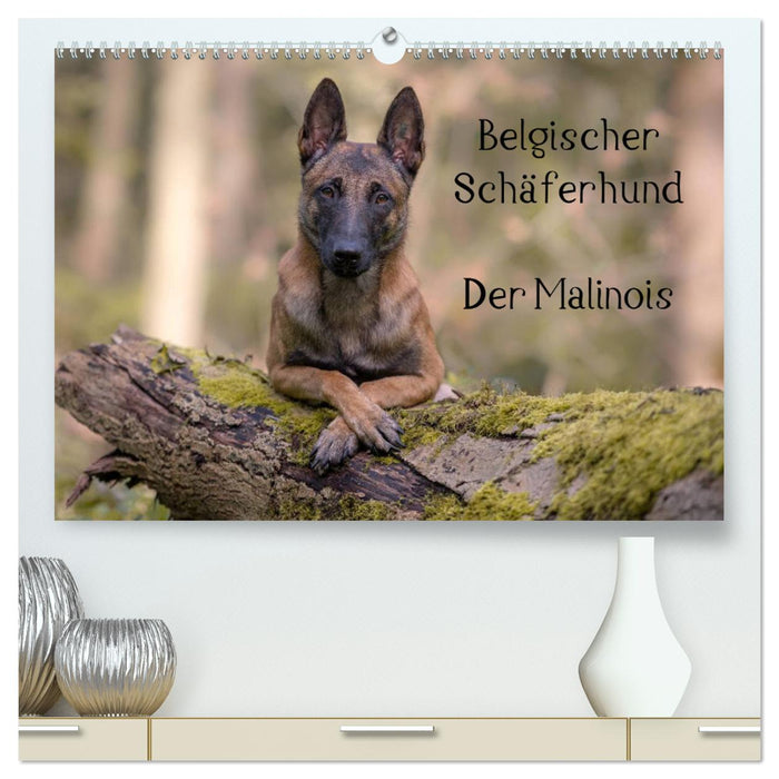 Belgischer Schäferhund - Der Malinois (CALVENDO Premium Wandkalender 2025)