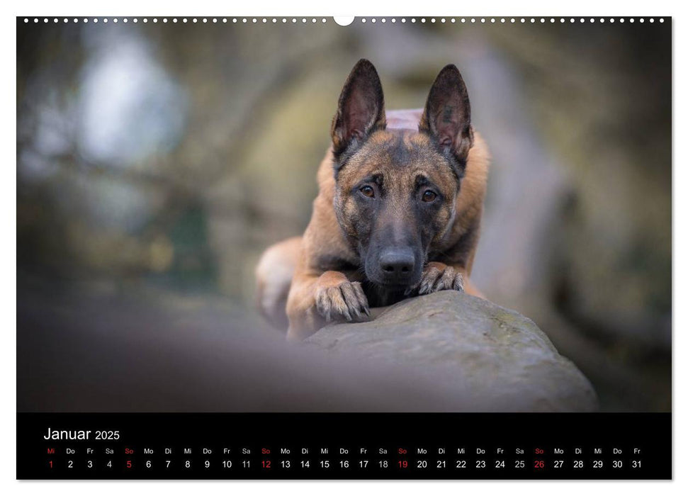 Belgischer Schäferhund - Der Malinois (CALVENDO Premium Wandkalender 2025)