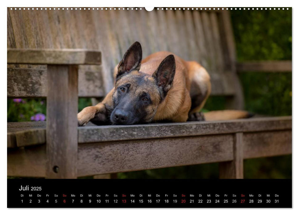 Belgischer Schäferhund - Der Malinois (CALVENDO Premium Wandkalender 2025)