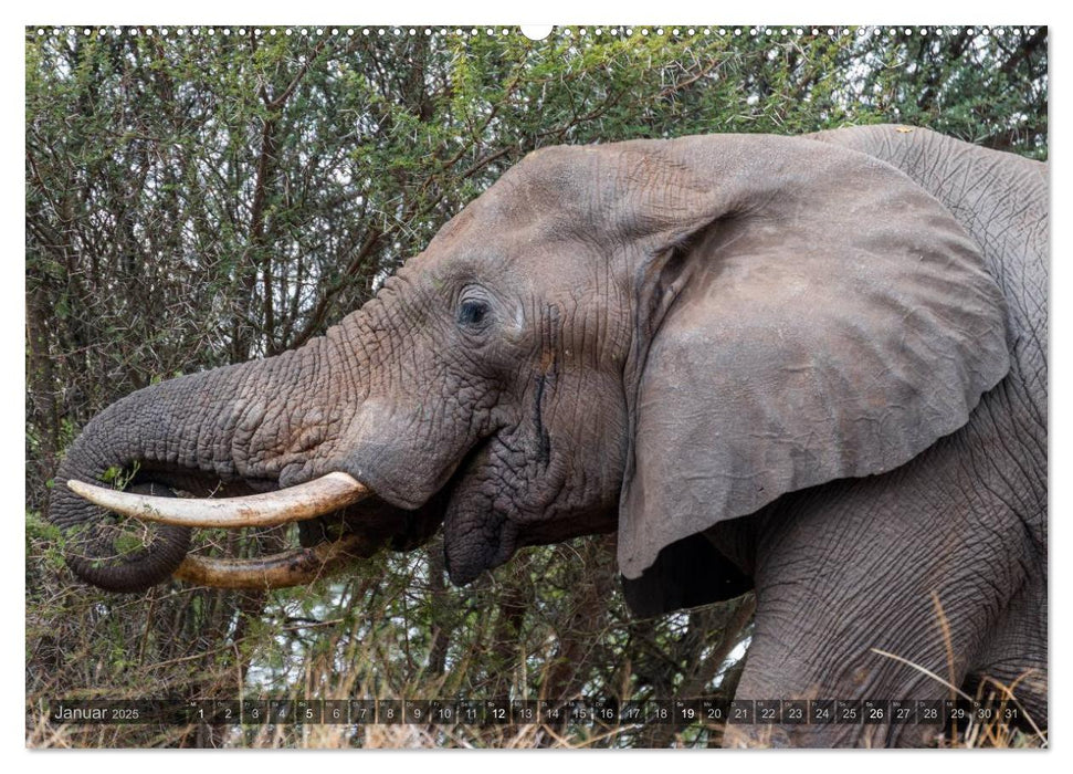 Südafrika - Die Tierwelt (CALVENDO Premium Wandkalender 2025)