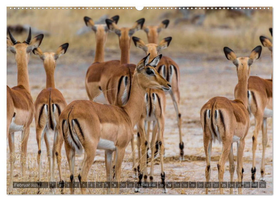 Südafrika - Die Tierwelt (CALVENDO Premium Wandkalender 2025)