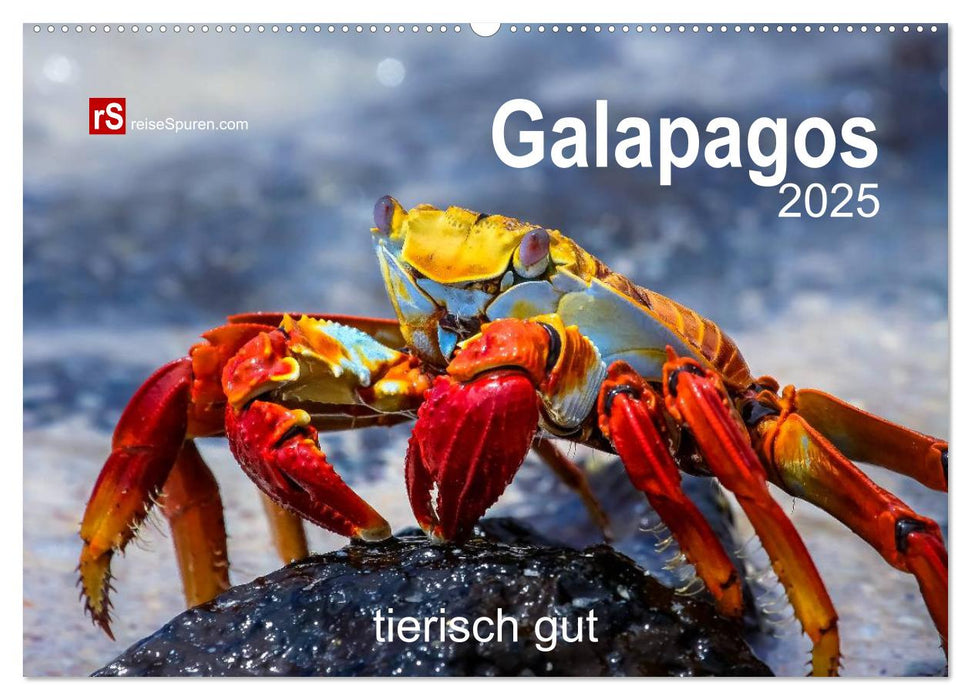 Galapagos 2025 tierisch gut (CALVENDO Wandkalender 2025)