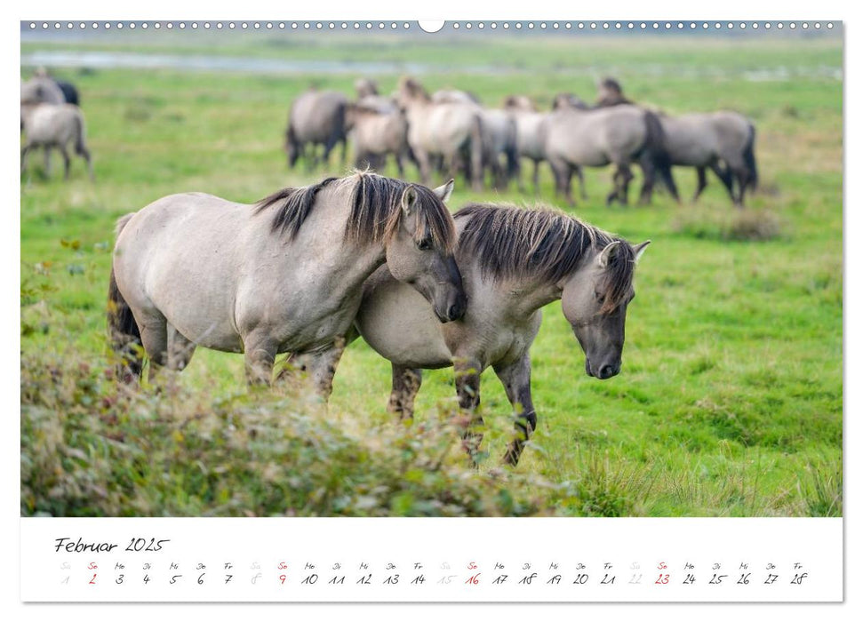 Geltinger Birk (CALVENDO Premium Wandkalender 2025)