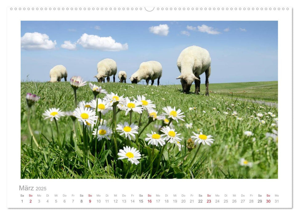 Nordsee Schafe (CALVENDO Premium Wandkalender 2025)