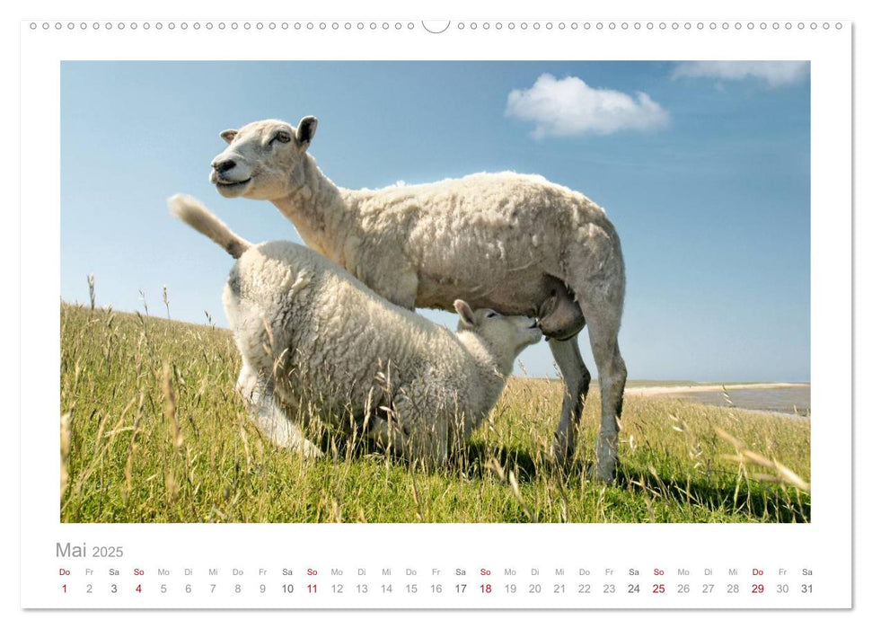 Nordsee Schafe (CALVENDO Premium Wandkalender 2025)