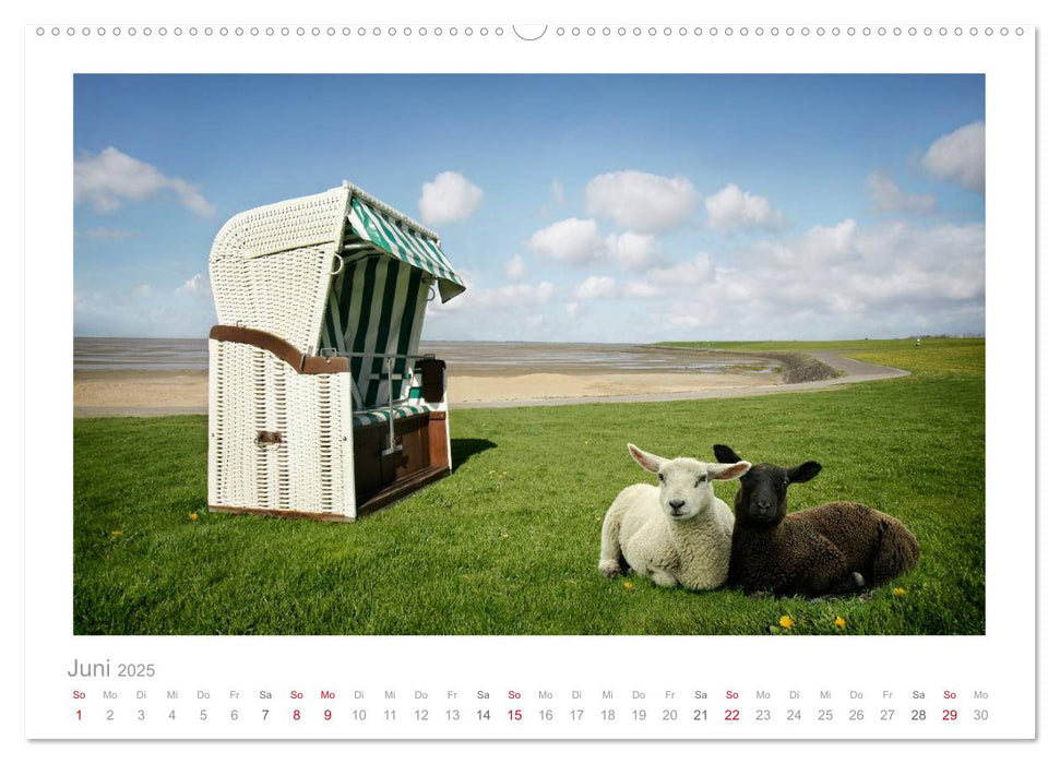 Nordsee Schafe (CALVENDO Premium Wandkalender 2025)